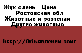 Жук олень › Цена ­ 5 000 - Ростовская обл. Животные и растения » Другие животные   